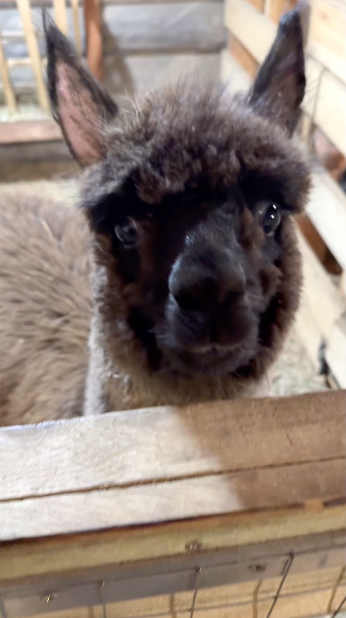 Новые жители парка — превью