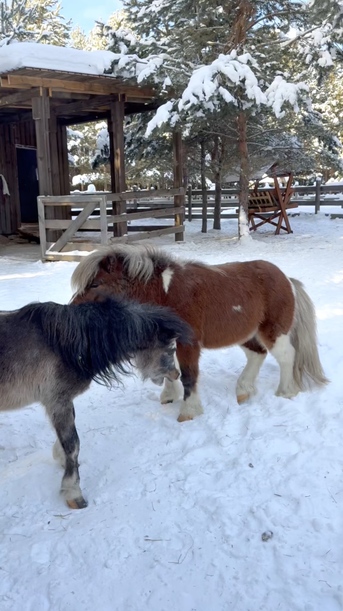 Не только альпаки — превью