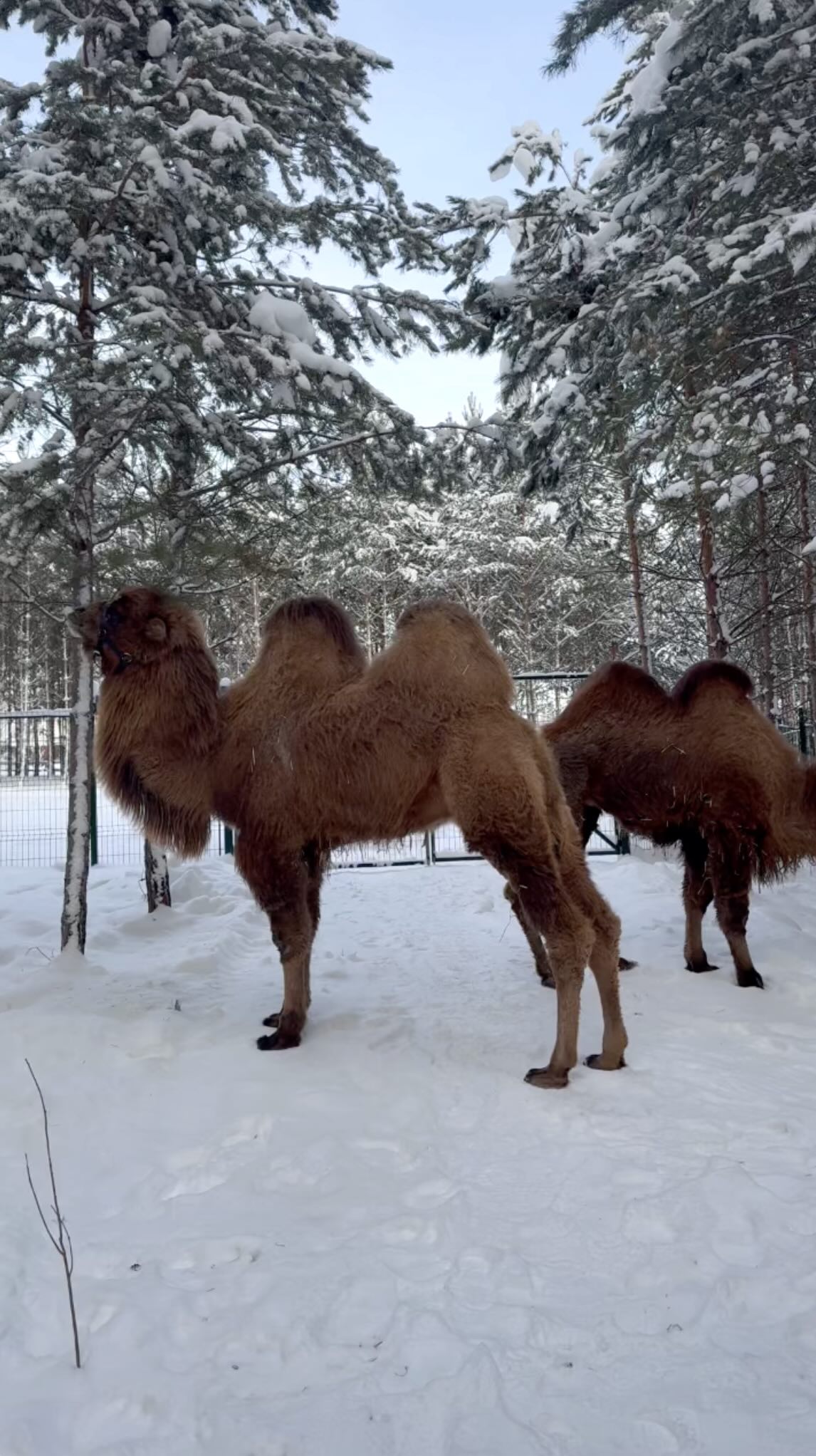 Любознательные верблюды — превью