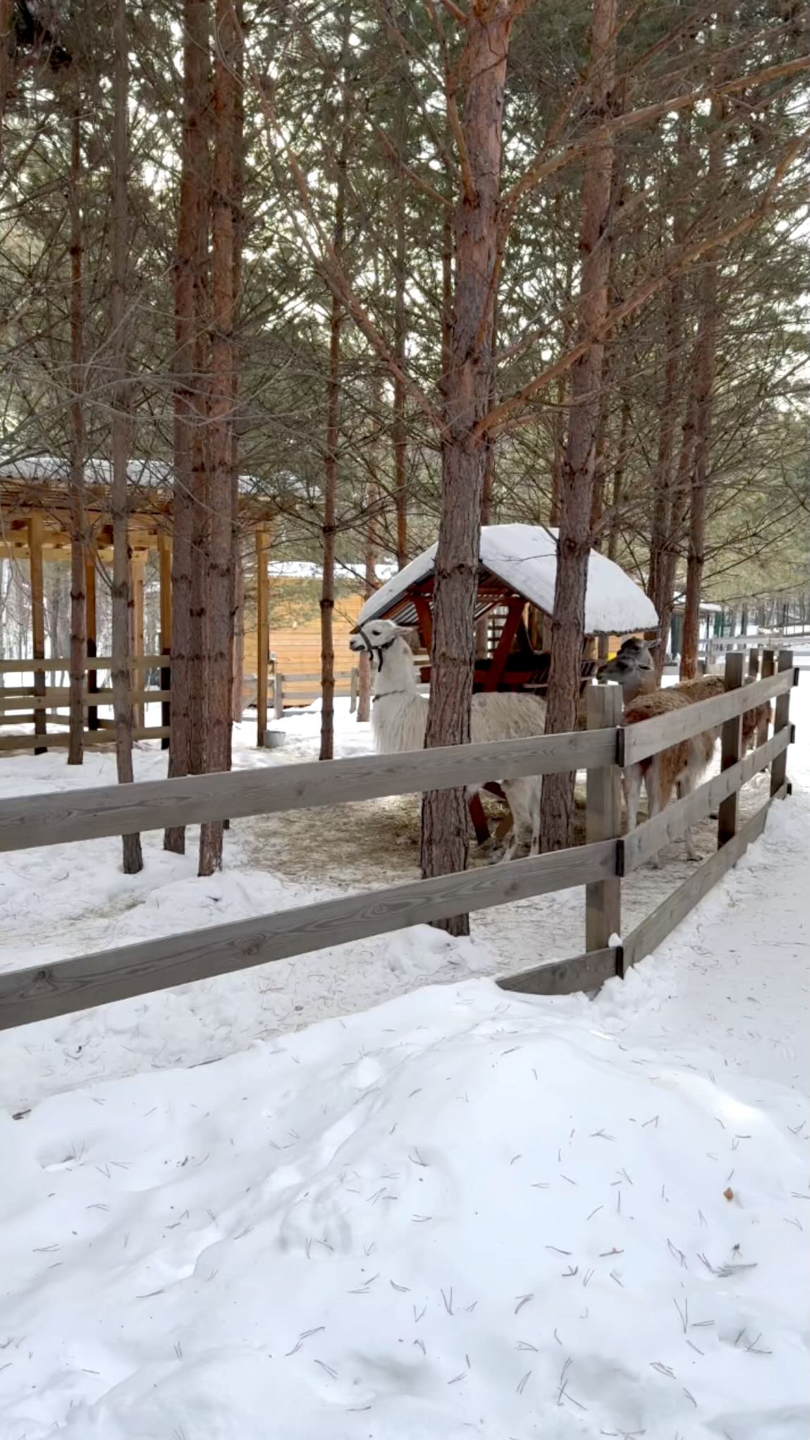 Парк лам — превью