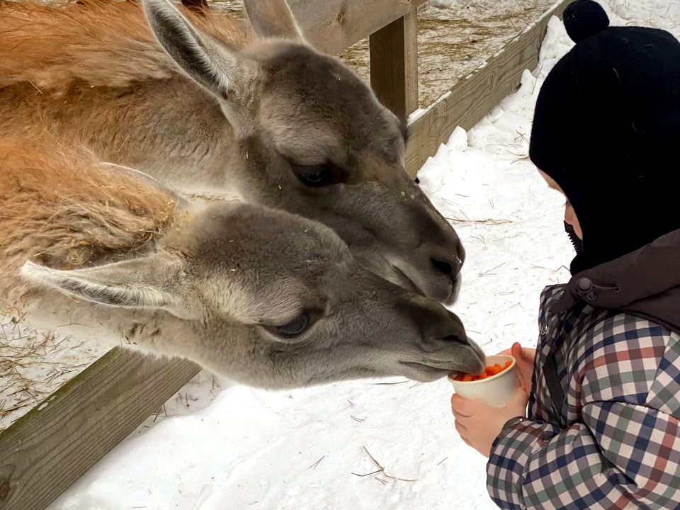 Фото фермы где 2 альпаки кушают из рук