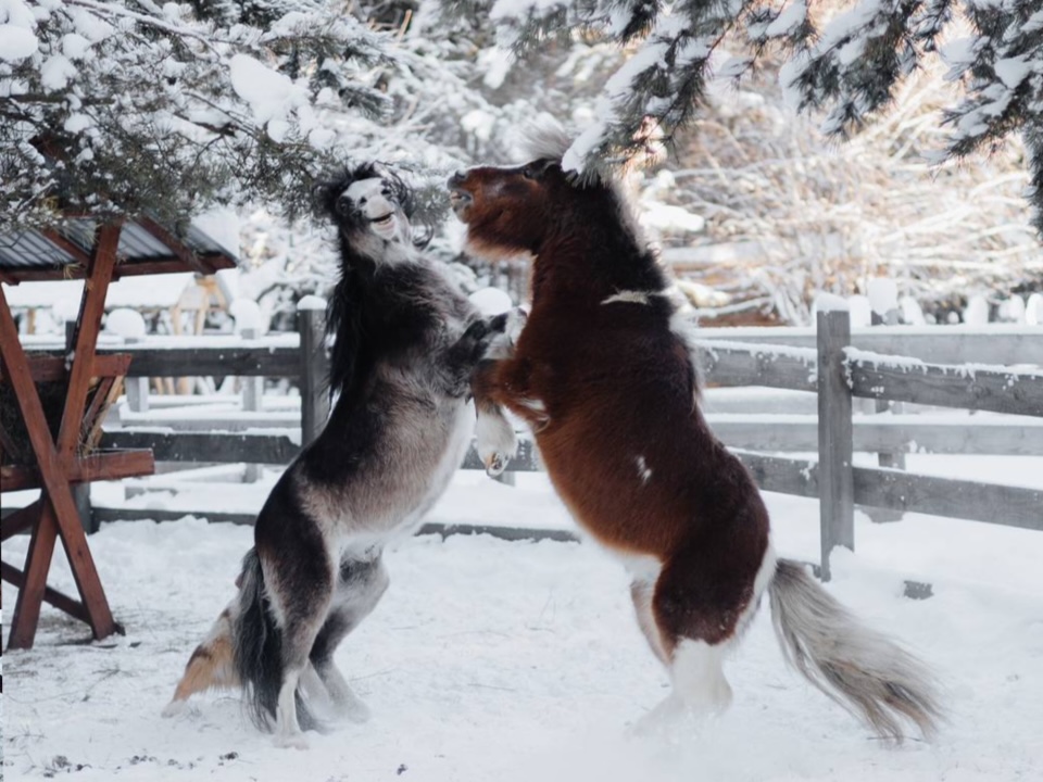 Фото фермы где 2 пони играют друг с другом