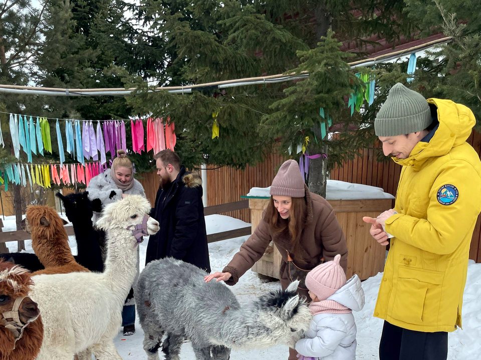 Фото фермы где гости играют с альпаками